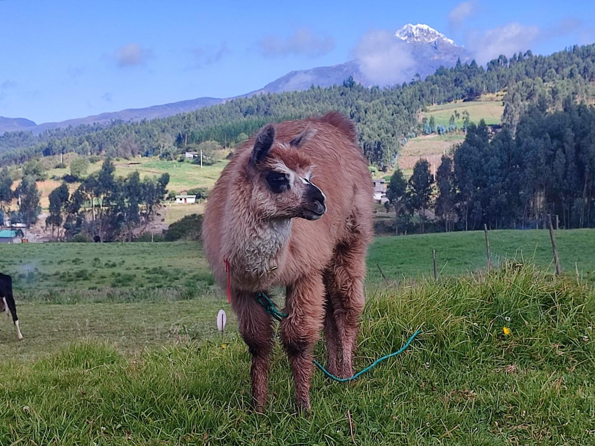 Cuscungo Cotopaxi Hostel & Lodge Chasqui Exteriér fotografie